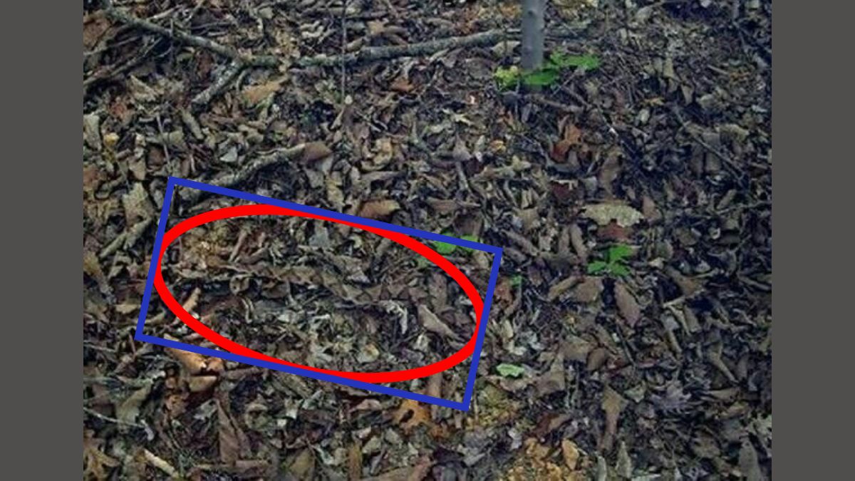 find the copperhead-sol