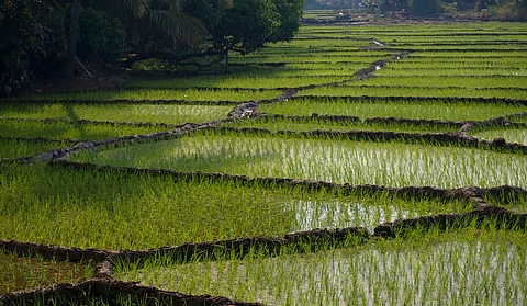 india-rice-fields