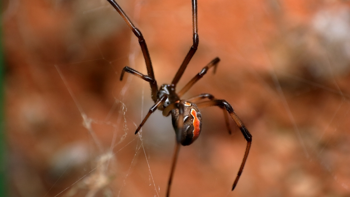 Redback Spider web