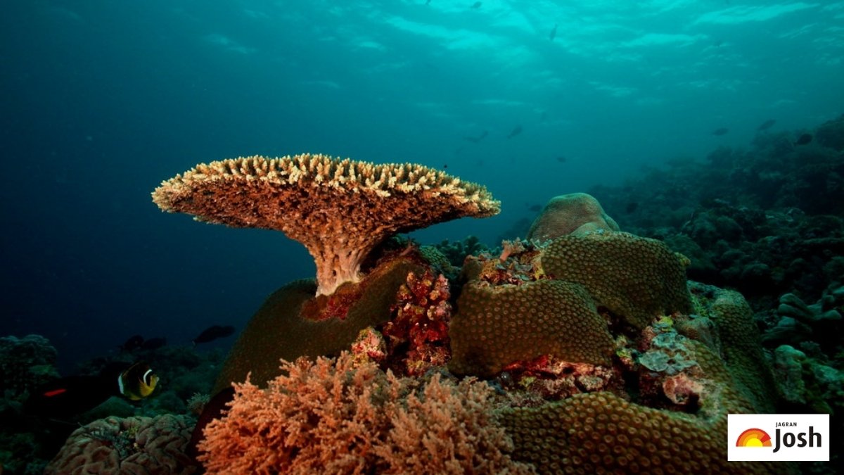 Tubbataha Reef