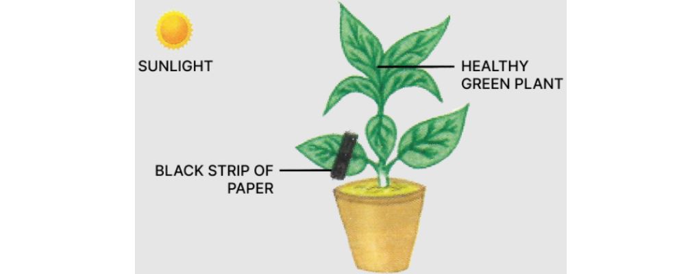 icse-class-10-biology-QP-image1