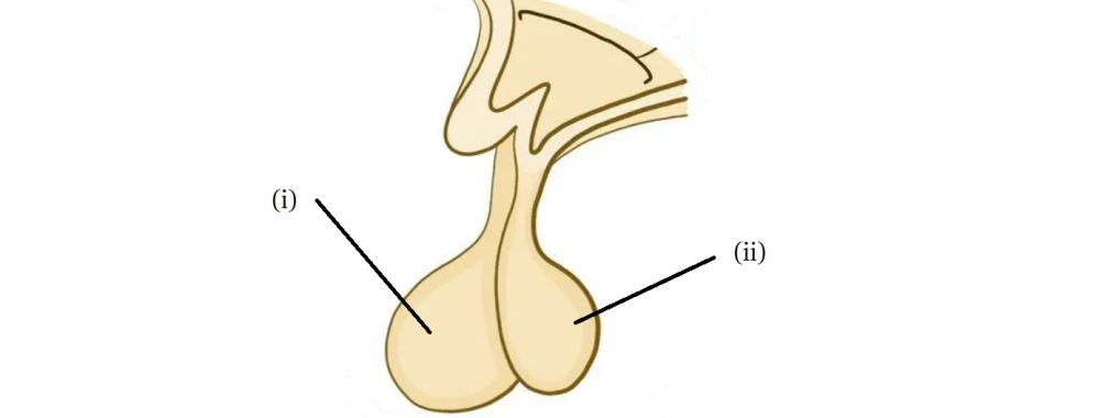 icse-class-10-biology-QP-image2