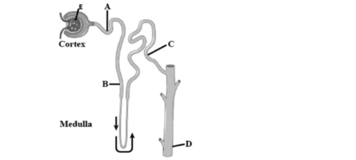 icse-class-10-biology-QP-image3