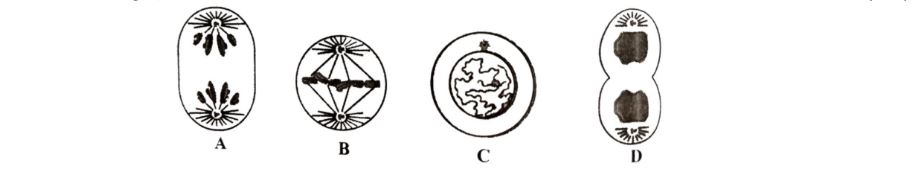 icse-class-10-biology-QP-image4