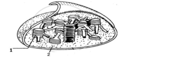 icse-class-10-biology-QP-image6