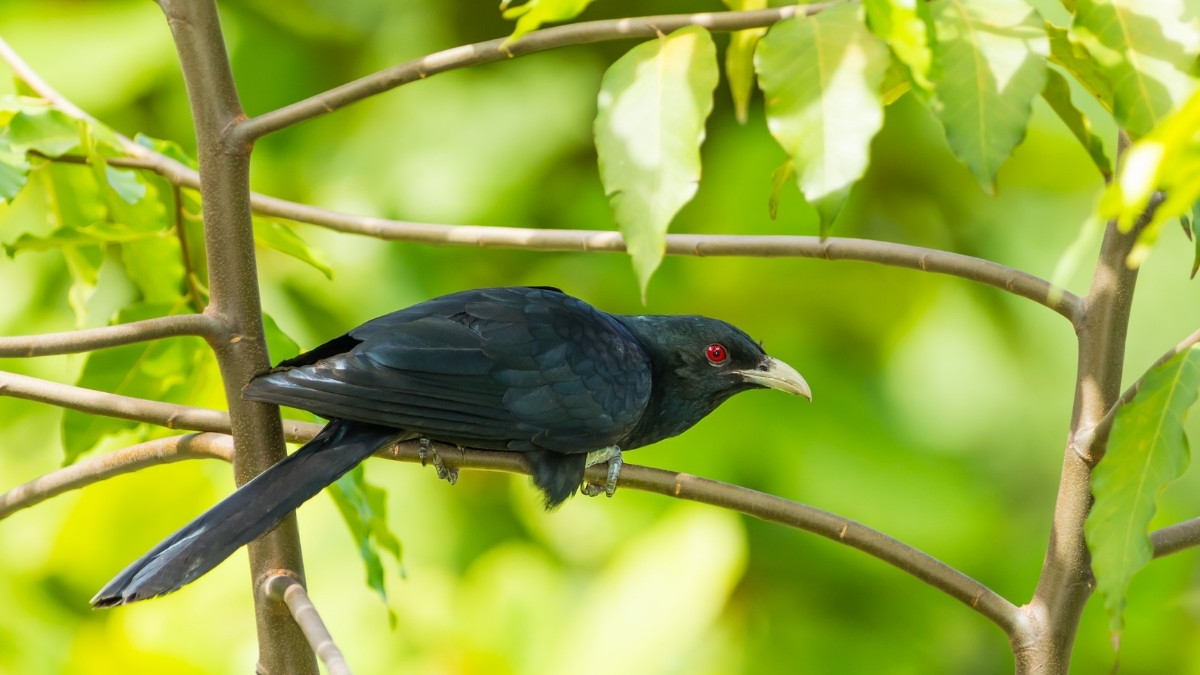 Asian Koel