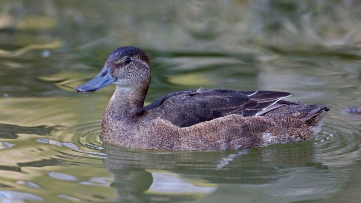 Black-headed Duck