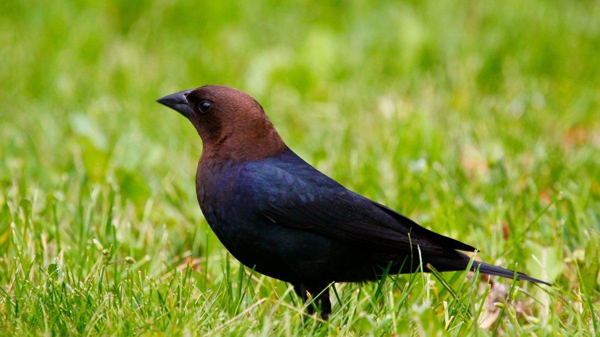 Brown-headed Cowbird
