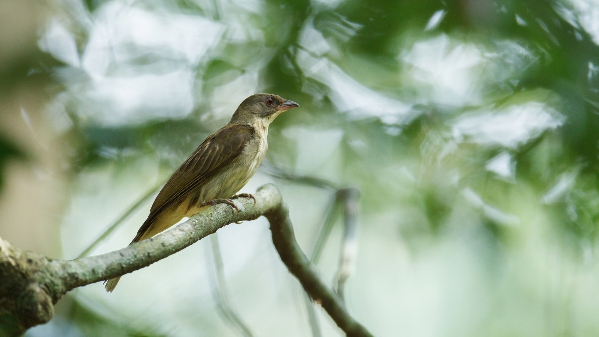 Greater Honeyguide