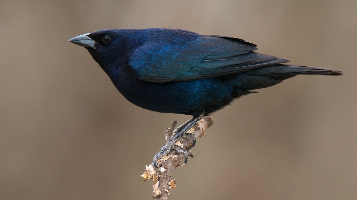 Shiny Cowbird
