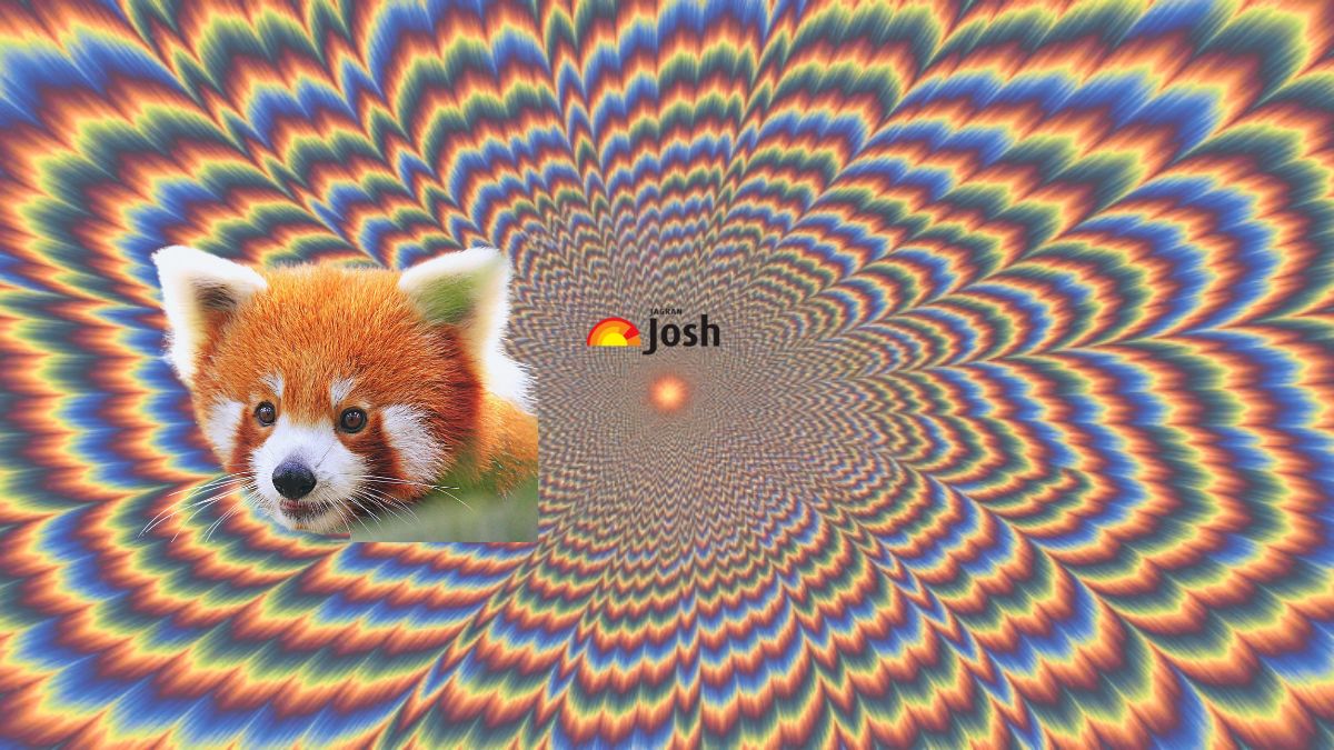 finf the hidden red panda-sol