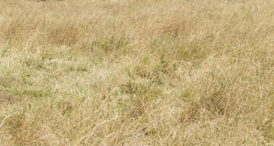 find cheetah