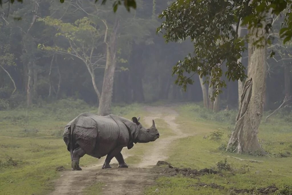 Rhino-Kaziranga-Assam-1024x683