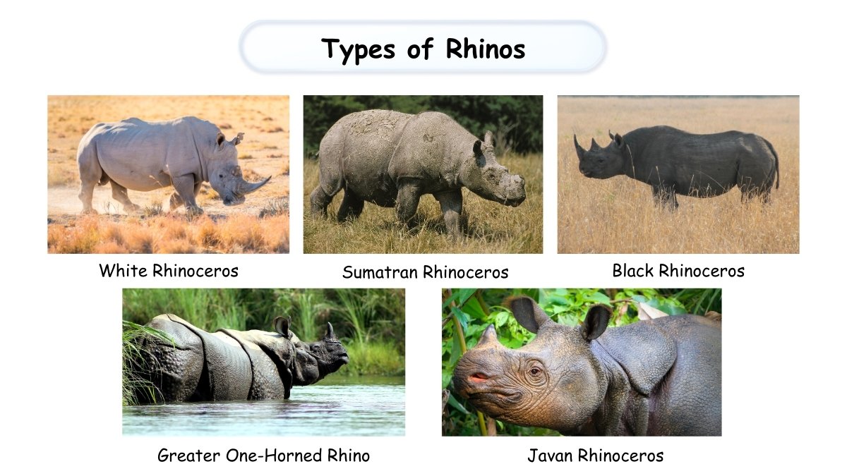 types of rhinos