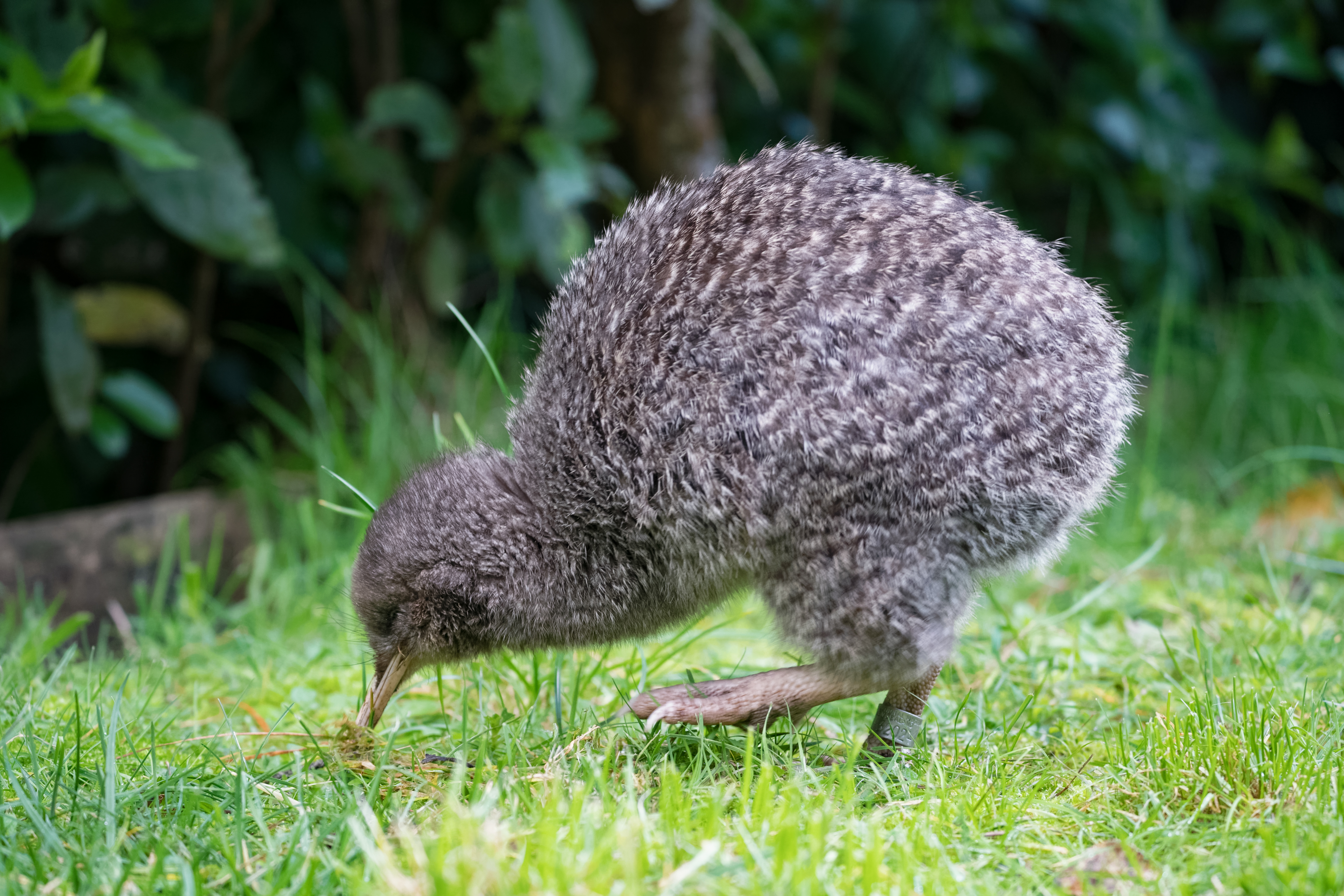Kiwi (Apteryx Species), It is a flightless bird.