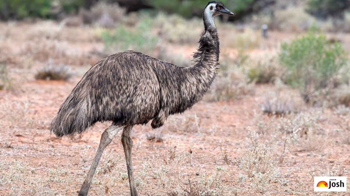 Emu (Dromaius novaehollandiae)