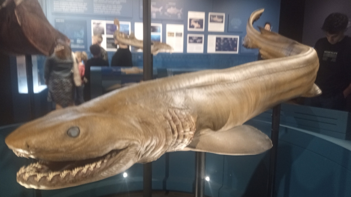 Frilled shark animal with most teeth
