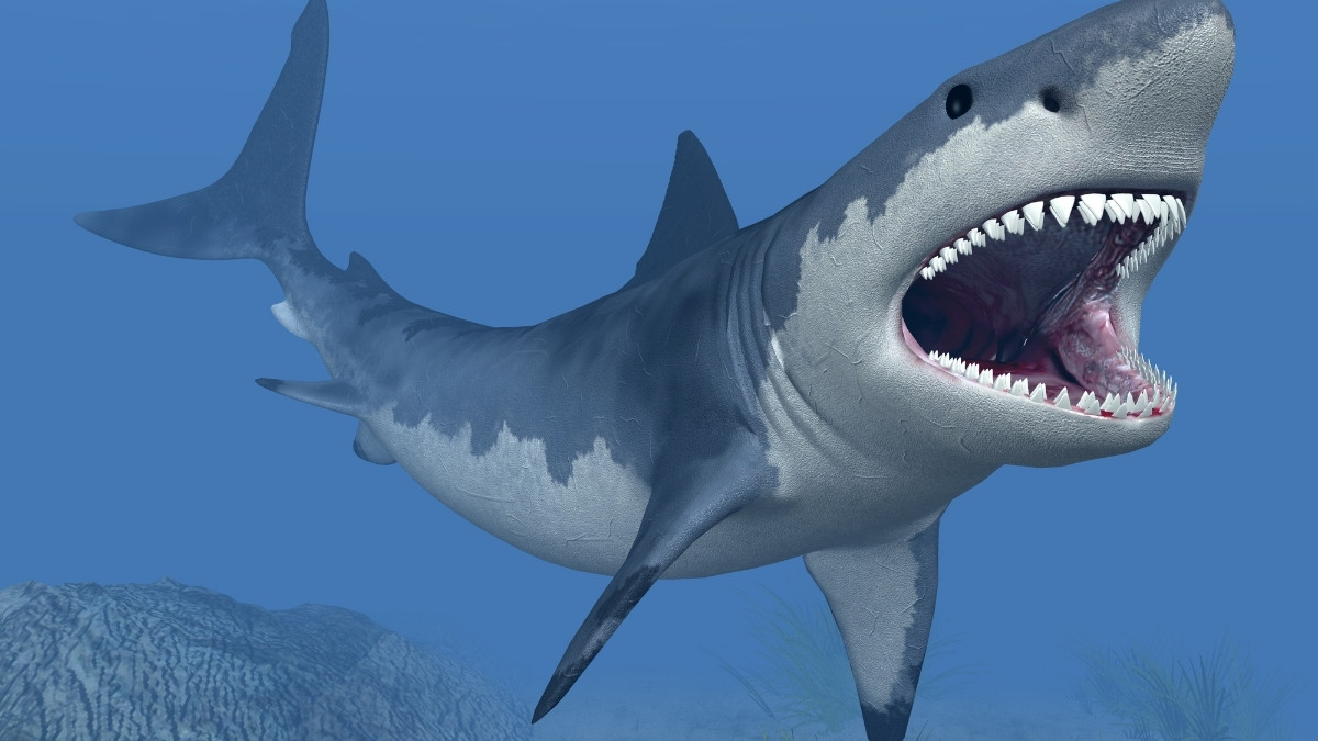 Great White Shark animal with most teeth