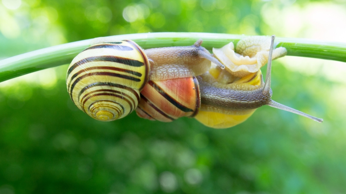 Snail animal with most teeth