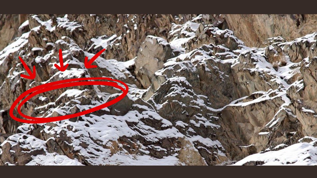 find the hidden animal-sol