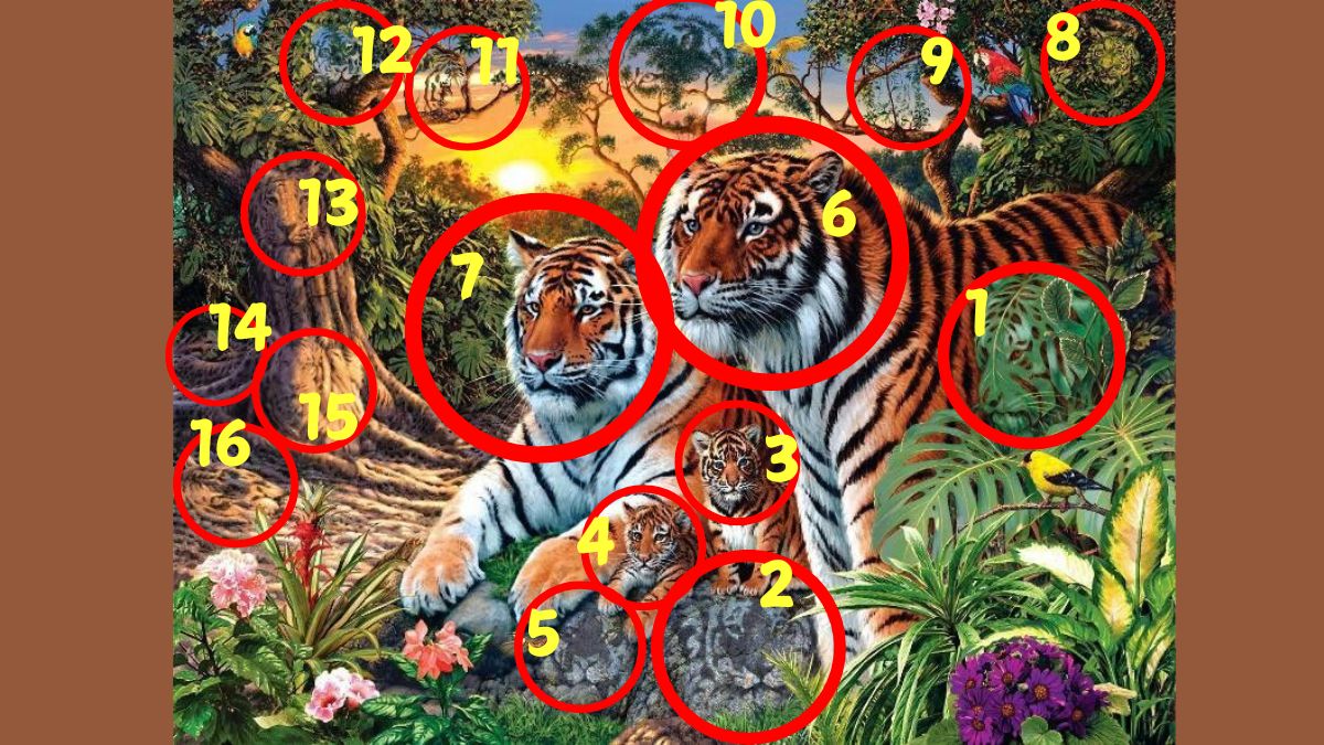 count the number of tigers-sol