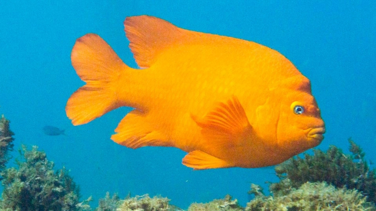 California State Fish Garibaldi