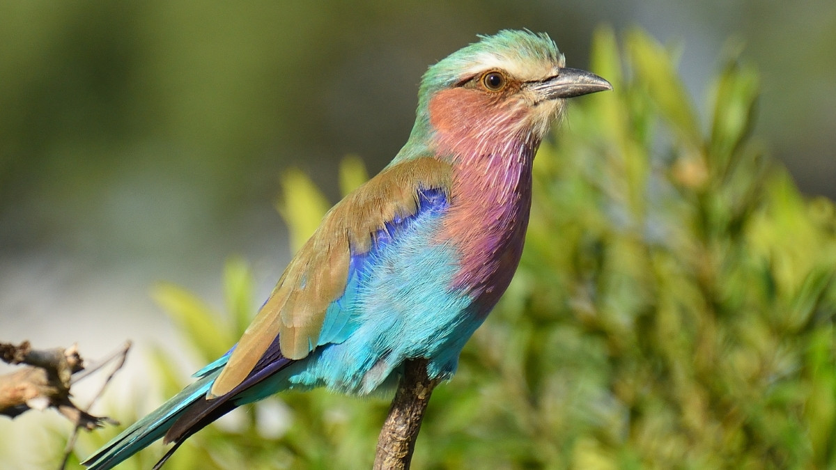 Lilac-breasted Roller most colorful bird in the world