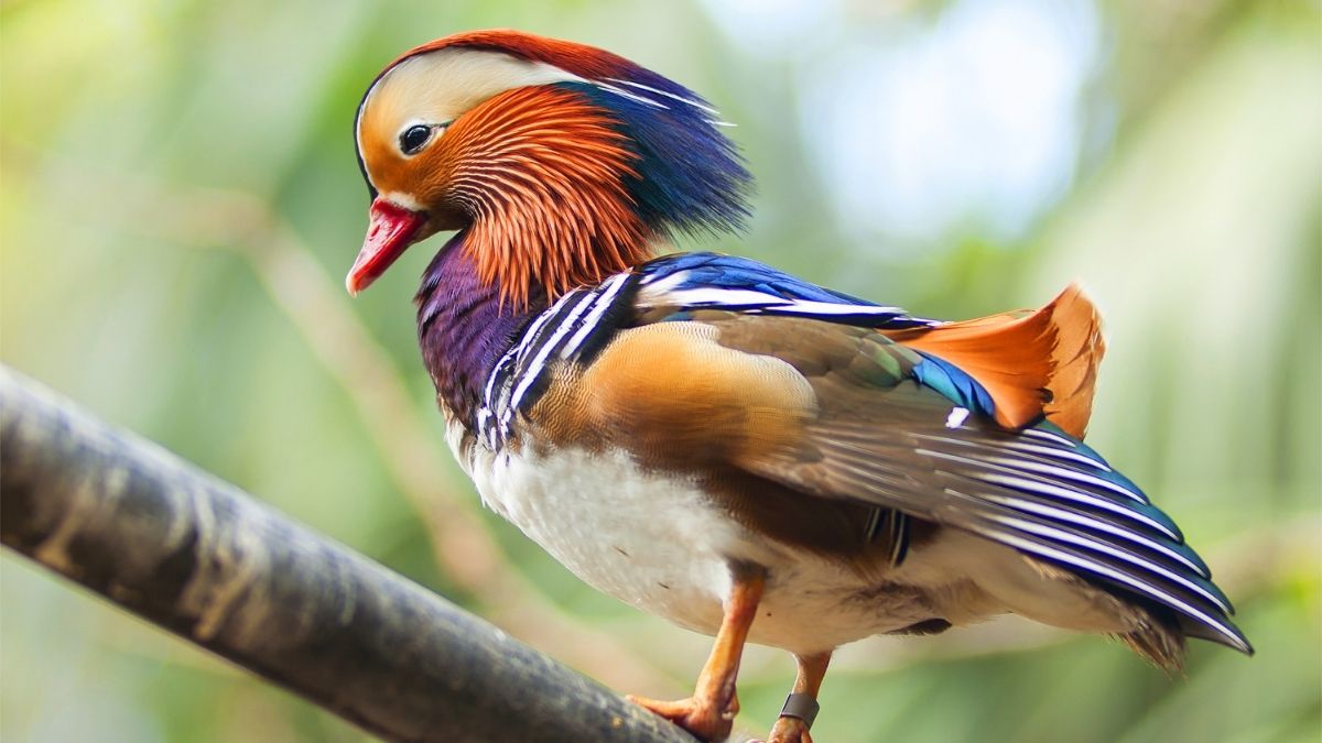 Mandarin Duck most colorful bird in the world