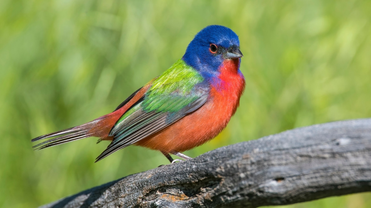 Painted Bunting most colorful bird in the world