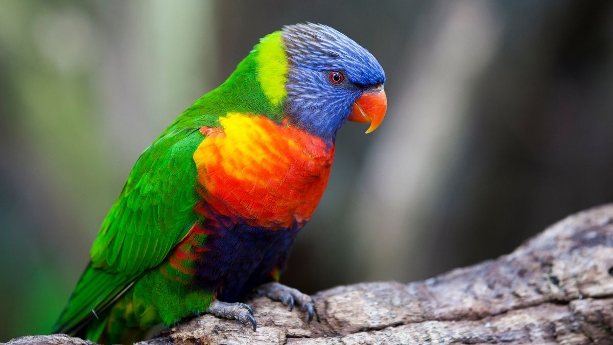 Rainbow Lorikeet most colorful bird in the world