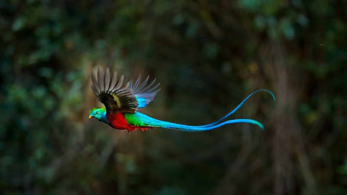 Resplendent Quetzal most colorful bird in the world