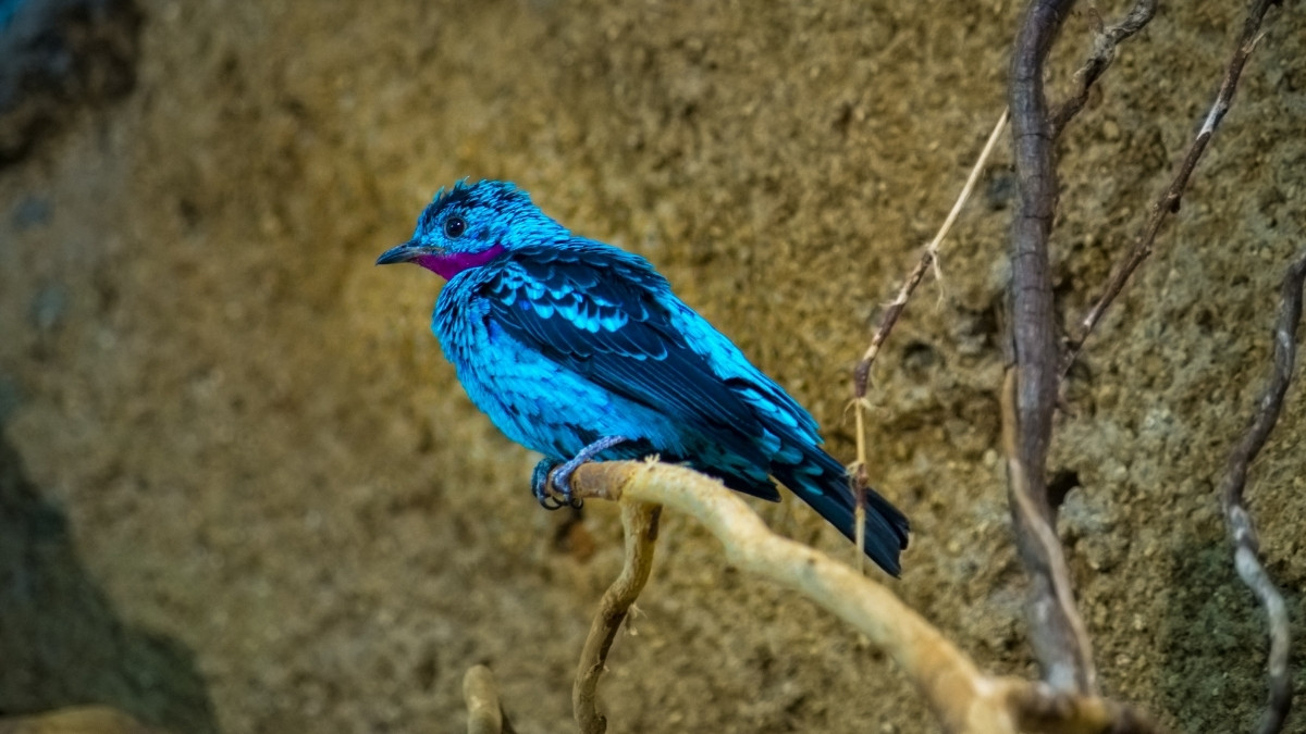 Spangled Cotinga most colorful bird in the world