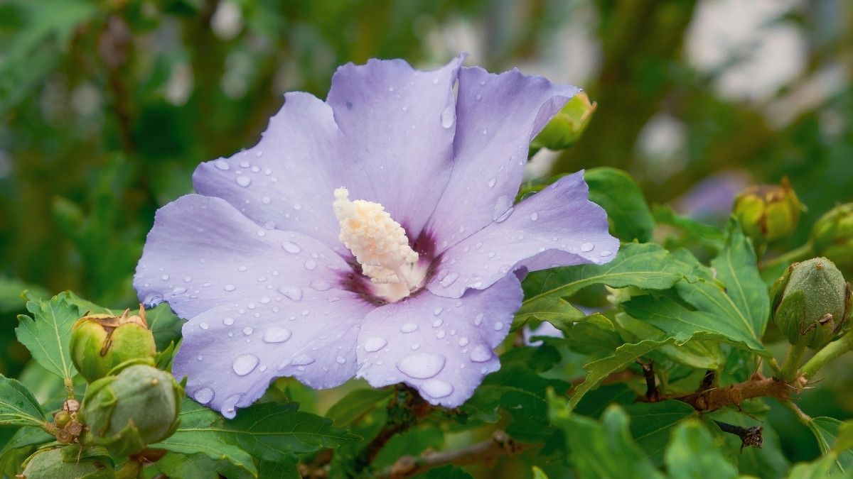 Scientific name for hibiscus 