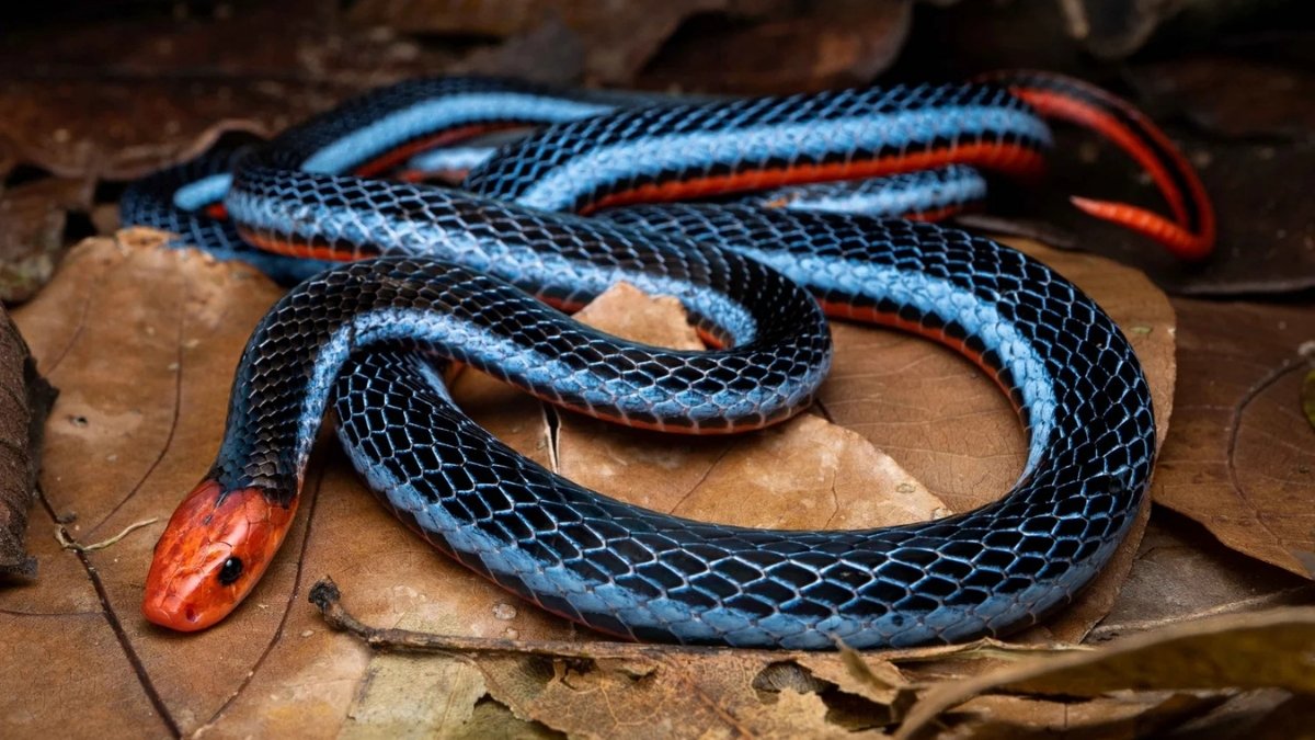 Blue Malayan Coral Snake colorful and beautiful snake