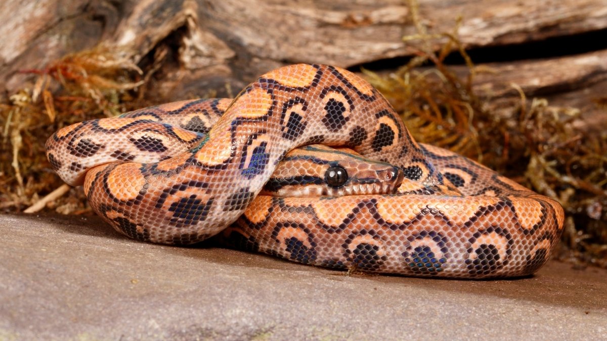 Brazilian Rainbow Boa colorful and beautiful snake