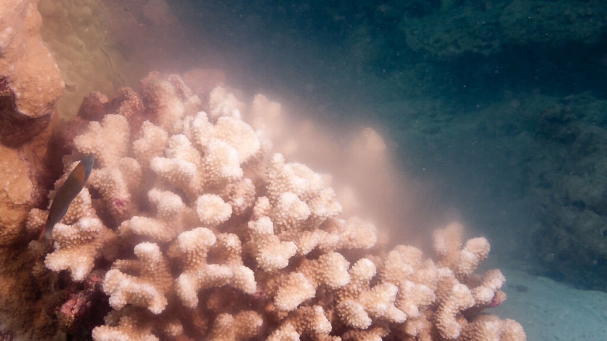 Coral Spawning
