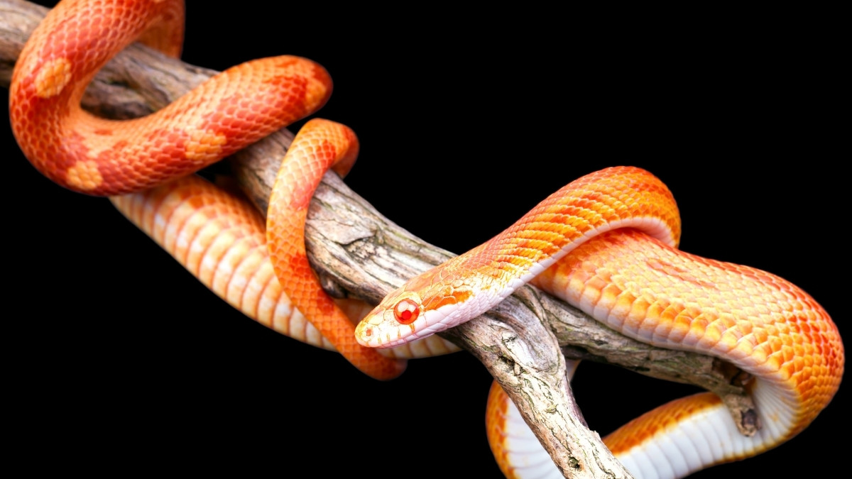 Corn Snake colorful and beautiful snake 