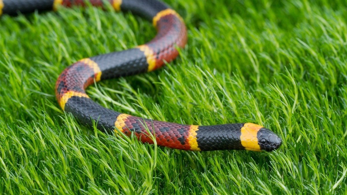 Eastern Coral Snake colorful and beautiful snake 
