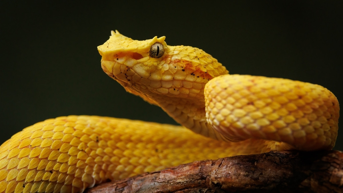 Eyelash Viper colorful and beautiful snake 