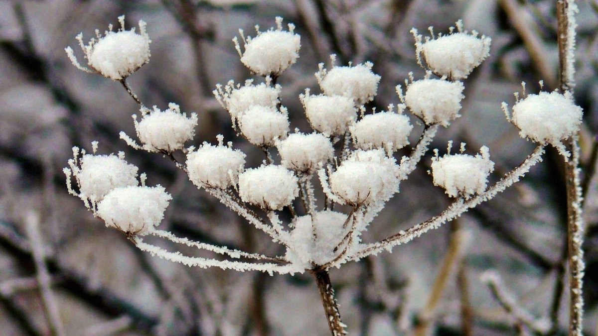 Frost Flowers