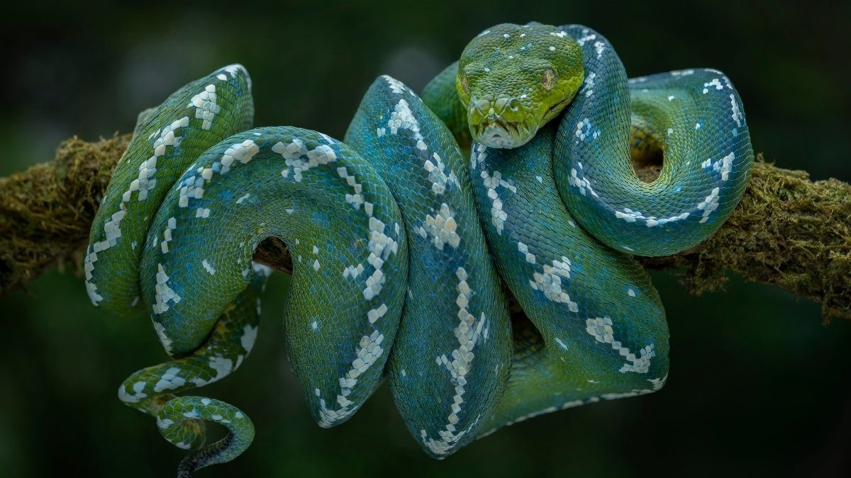 Green Tree Python 