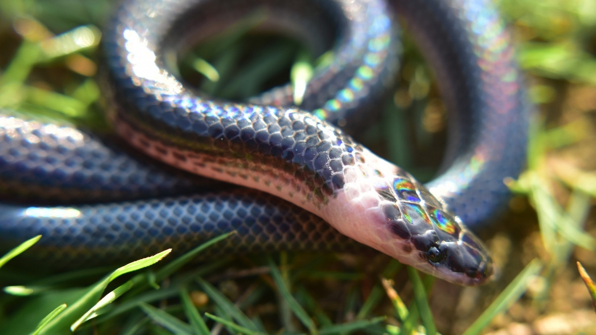 Sunbeam Snake colorful and beautiful snake 