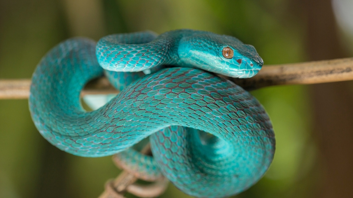 White-Lipped Island Pit Viper colorful and beautiful snake 
