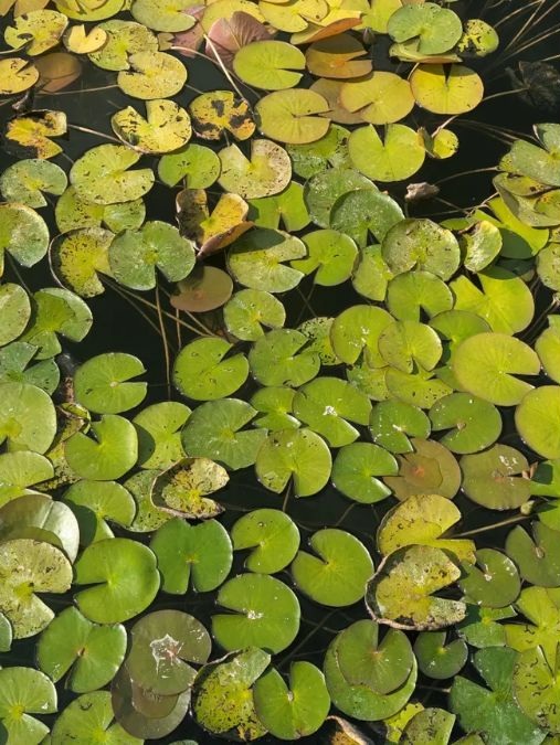 hidden animals optical illusions with answers find-hidden-frog-optical-illusion