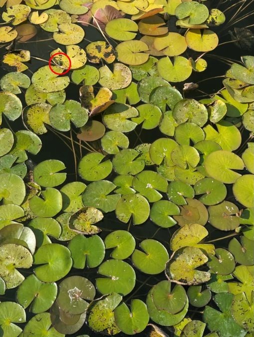 find-hidden-frog-optical-illusion-answer