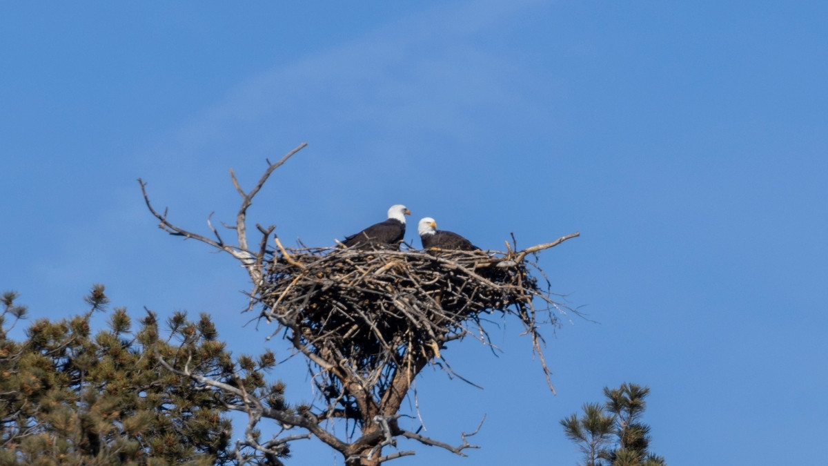 Bald Eagle nest