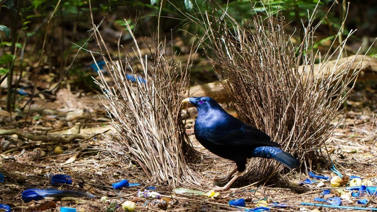 Bowerbird nest