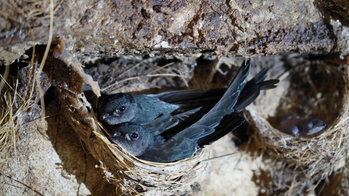 Edible-nest Swiftlet nest