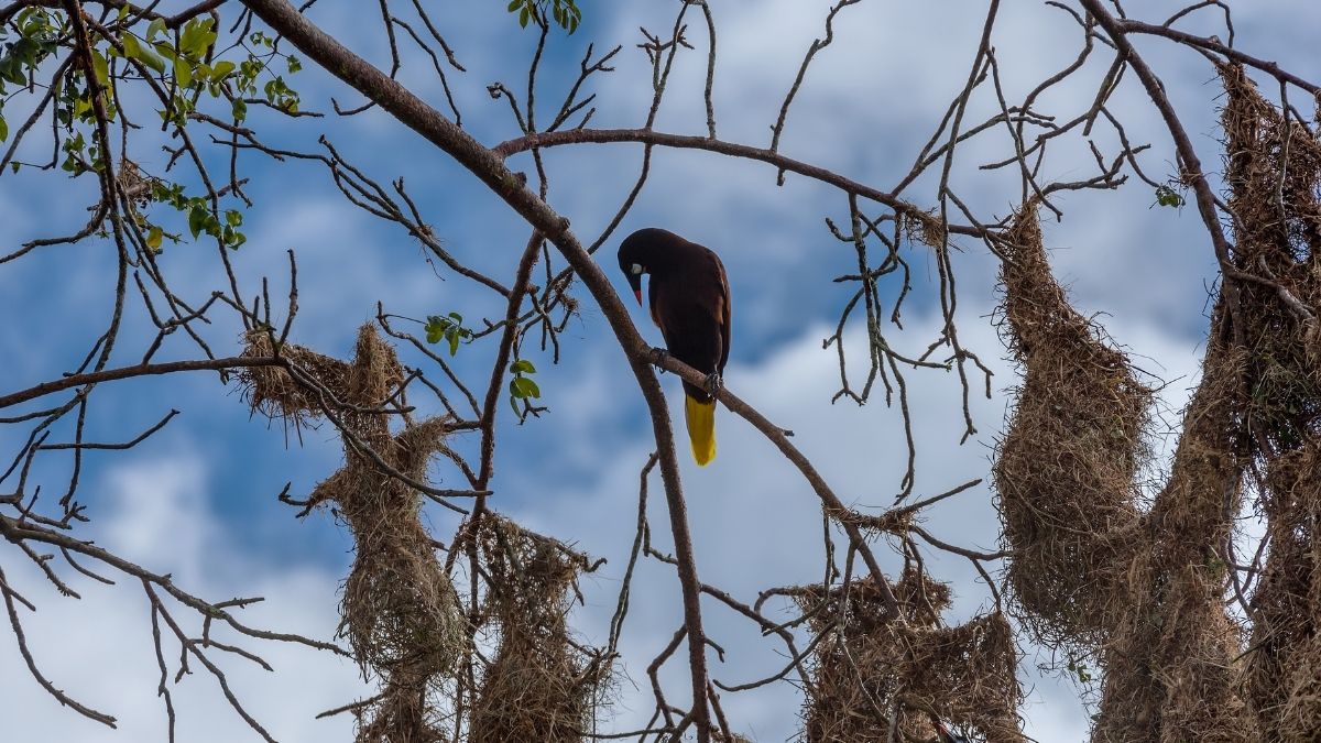 Montezuma Oropendola nest