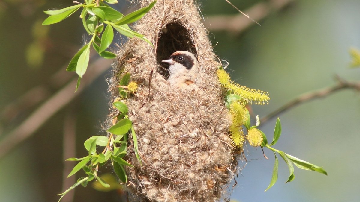 Penduline Tit nest